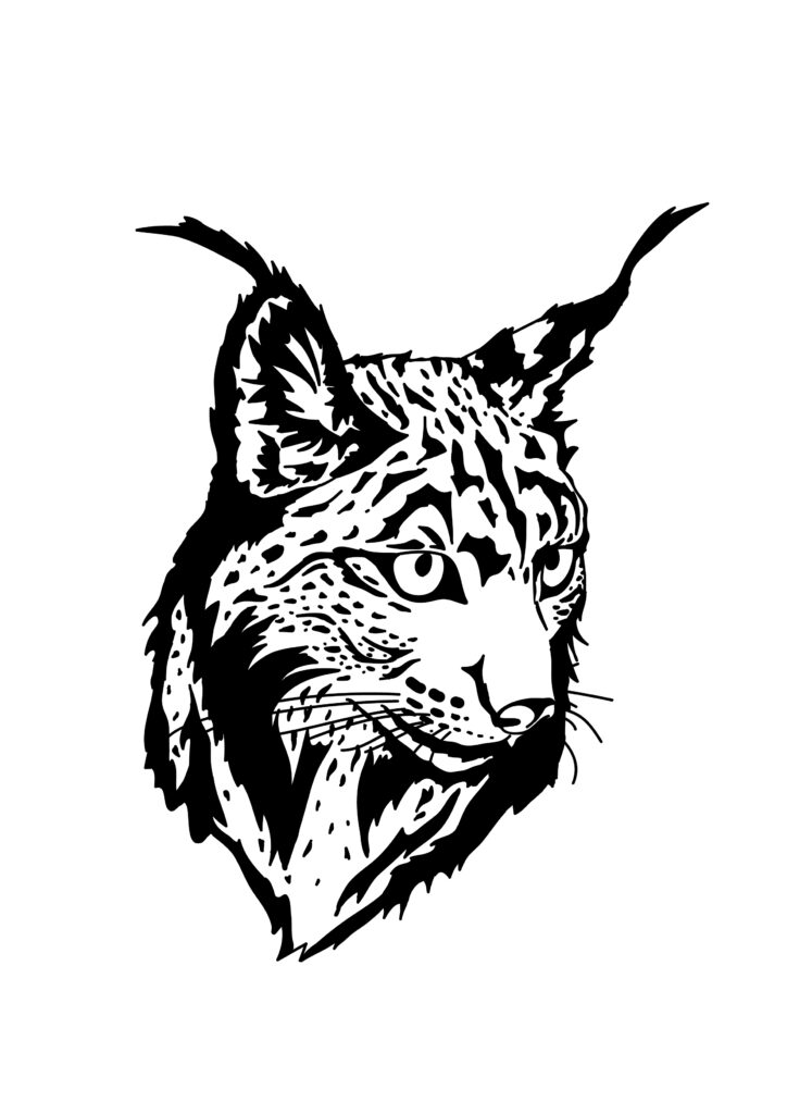 lynx